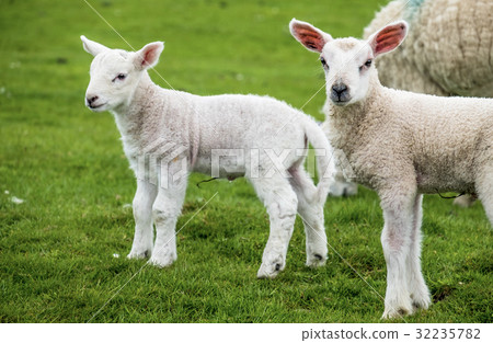 Sweet lambs dwelling in the green beautiful Sweet lambs dwelling in the green beautiful 32235782