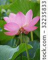 古蓮花（古蓮花村） 32235833