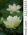 古蓮花（古蓮花村） 32235835