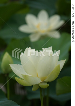 Ancient lotus (ancient lotus village) Ancient lotus (ancient lotus village) 32235835