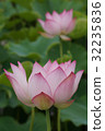 古蓮花（古蓮花村） 32235836