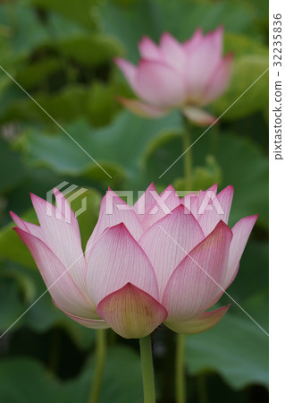 Ancient lotus (ancient lotus village) Ancient lotus (ancient lotus village) 32235836
