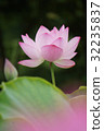 古蓮花（古蓮花村） 32235837