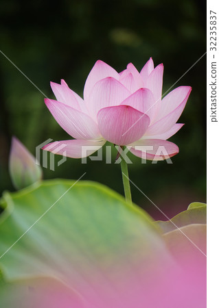 Ancient lotus (ancient lotus village) Ancient lotus (ancient lotus village) 32235837