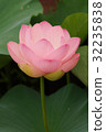 古蓮花（古蓮花村） 32235838