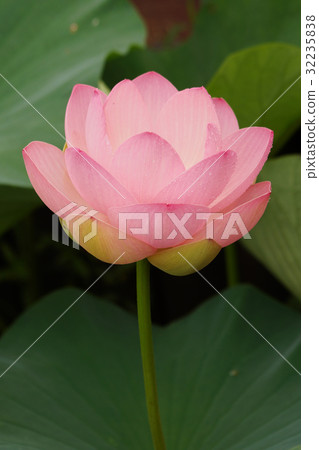 古蓮花(古蓮花村) 古蓮花(古蓮花村) 32235838