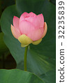 古蓮花（古蓮花村） 32235839
