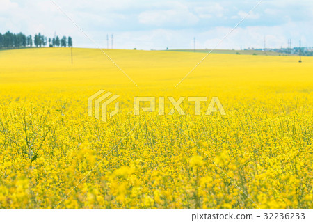 Rapeseed field (Brassica napus) 32236233