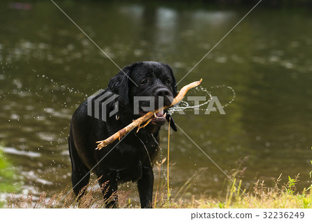 big black dog labrador 32236249