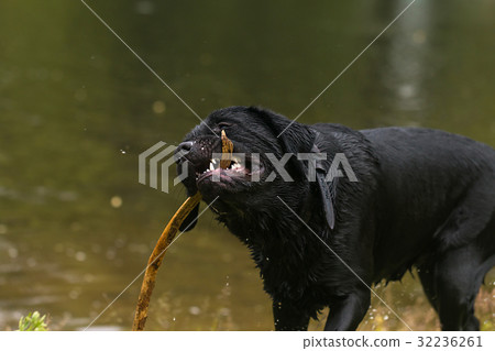 big black dog labrador 32236261