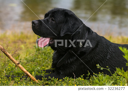 big black dog labrador 32236277