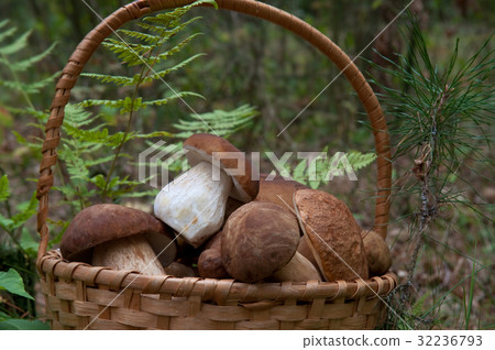 Porcini in basket Porcini in basket 32236793