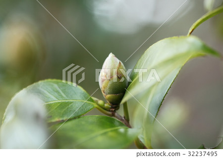 喙蝴蝶的芽 32237495