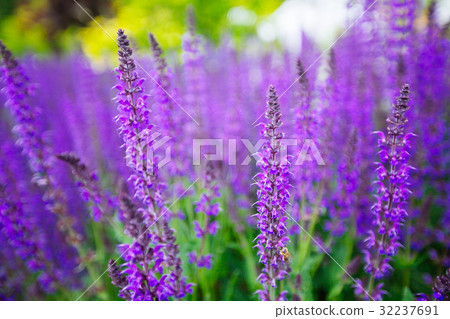 Blue Salvia (salvia farinacea) flowers blooming Blue Salvia (salvia farinacea) flowers blooming 32237691
