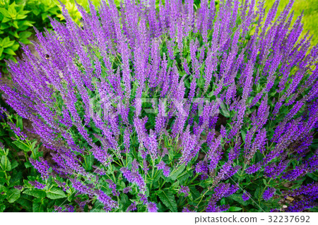 Blue Salvia (salvia farinacea) flowers blooming 32237692