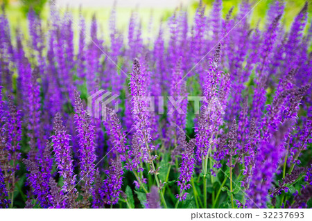 Blue Salvia (salvia farinacea) flowers blooming 32237693