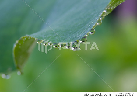 Drops that may drip from lotus leaves 32238798