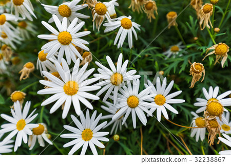 Chamomile flowers - floral background Chamomile flowers - floral background 32238867