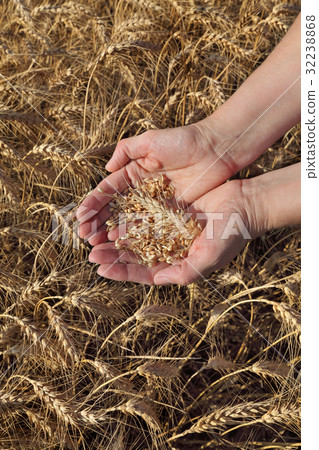 Agricultural concept, wheat in hands and field Agricultural concept, wheat in hands and field 32238868