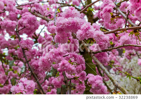 Sakura flower - nature background Sakura flower - nature background 32238869