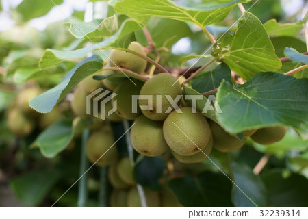 Scenery of rented plantation (hobby farm) / rainy season 32239314