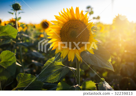 Big sunflower on natural background. Field of 32239813