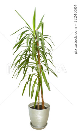 Large houseplant, tall tree in a pot isolated Large houseplant, tall tree in a pot isolated 32240504