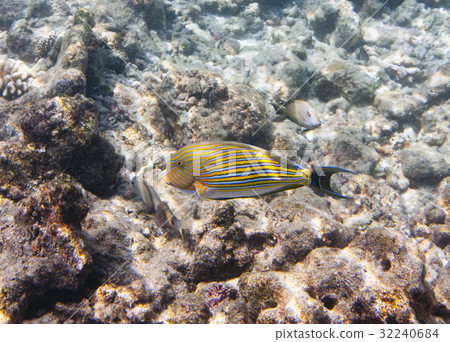 Fishes in corals. Maldives. Indian ocean 32240684