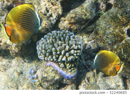 Fishes in corals. Underwater world 32240685