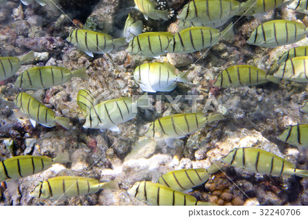 fishes over a coral reef.Abudefduf vaigiensis 32240706