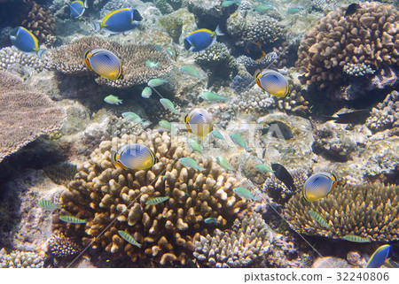 Big pack of tropical fishes over a coral reef 32240806