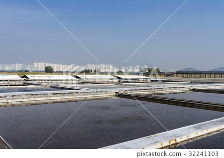 Tortoise, Sora wetland ecological park Tortoise, Sora wetland ecological park 32241103