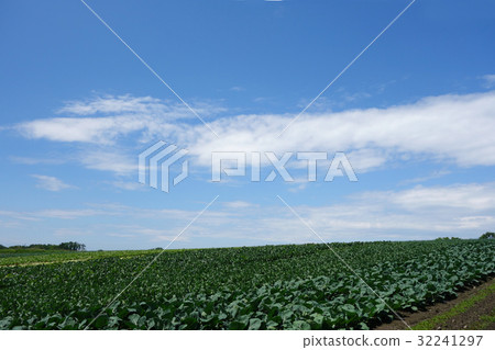 Cabbage field before baseball 32241297