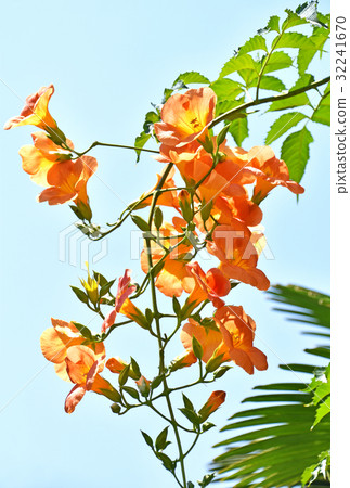 Nausua Kazura(玲花) Nausua Kazura(玲花) 32241670