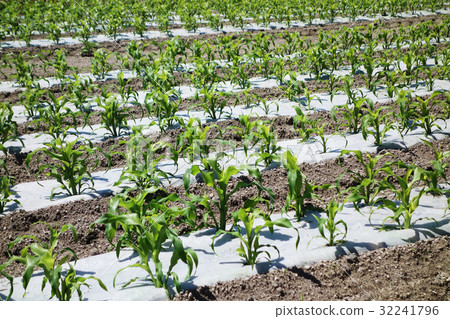 多片玉米栽培 32241796