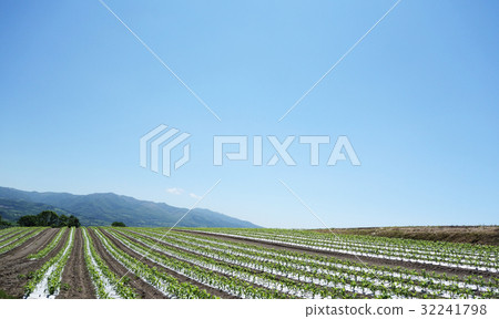 Multi-seat corn field Multi-seat corn field 32241798