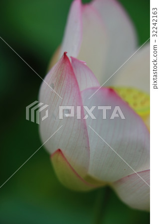 蓮花 蓮花 32242163