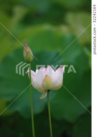 蓮花 蓮花 32242164