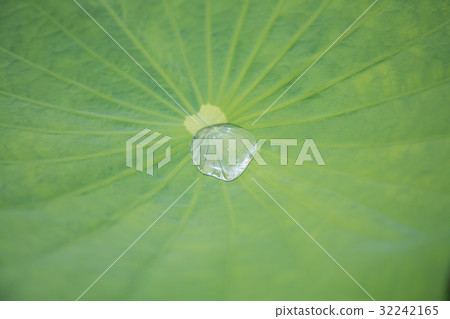 Lotus leaf and water drops on lotus leaf Lotus leaf and water drops on lotus leaf 32242165