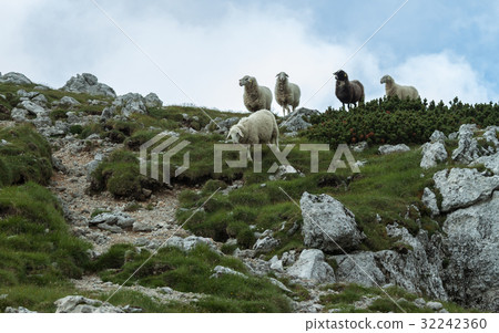 agricultural landscape flock of sheeps agricultural landscape flock of sheeps 32242360