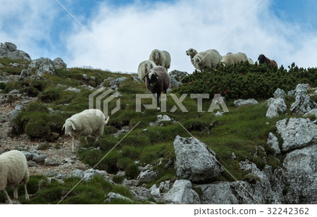 agricultural landscape flock of sheeps agricultural landscape flock of sheeps 32242362
