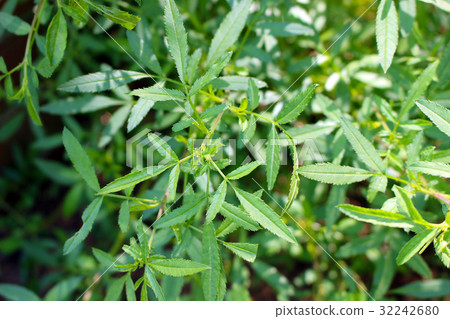 檸檬萬壽菊 檸檬萬壽菊 32242680