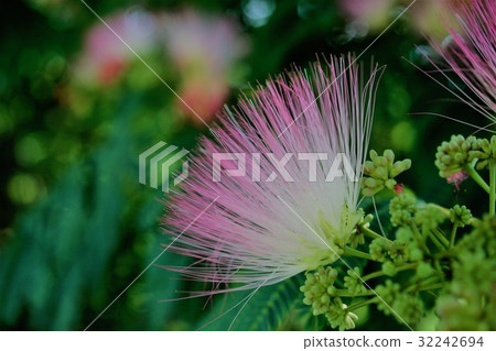 Sleeping wood 32242694