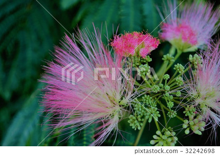 Sleeping wood 32242698