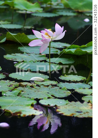 Lotus flower Lotus flower 32243316