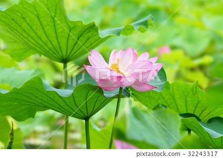 Lotus flower Lotus flower 32243317