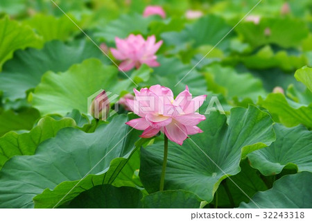 蓮花 蓮花 32243318