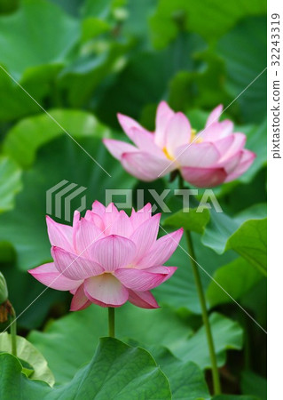 蓮花 蓮花 32243319