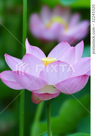 蓮花 蓮花 32243320