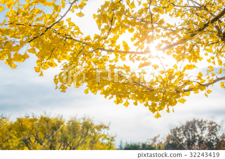 Ginkgo trees Autumn 32243419